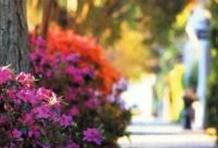 Charleston Stroll Historic Charleston Walking Tour